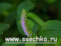 Мята пряная