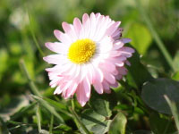 Цветы в меню? Не ново!