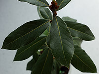 Лавровый лист