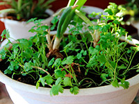 Кориандр (кинза)