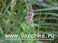 Мята яблочная