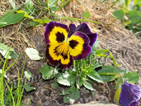 Фиалка трёхцветная или Анютины глазки (Viola tricolor)