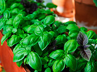 Базилик (рейхан или реган)