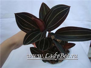 Орхидея Лудизия