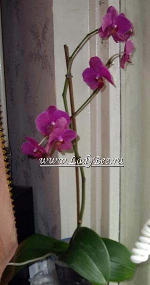 Орхидея Фалик