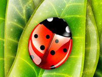 6 занятие - Божья коровка (рисование)