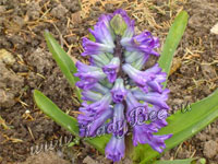 Гиацинт (Hyacinthus)